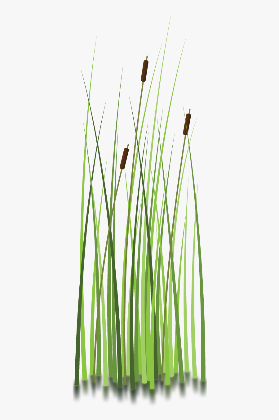 Everglades Clipart, Transparent Clipart