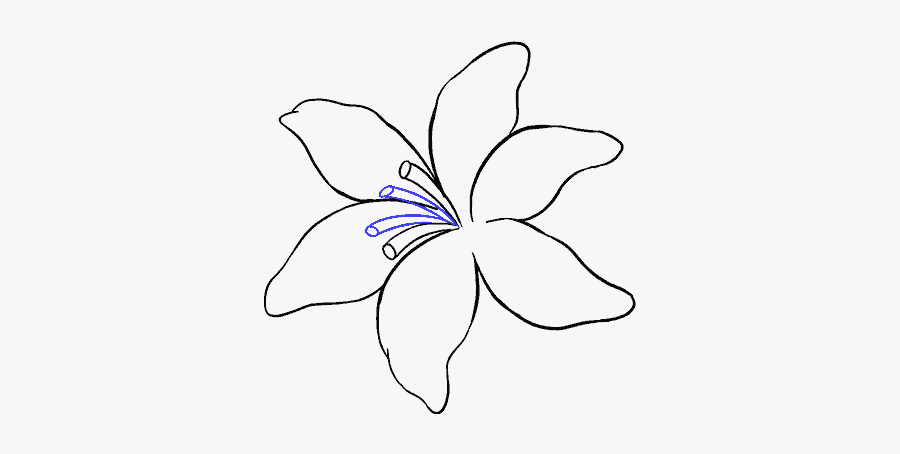 How To Draw Lily - Lily, Transparent Clipart