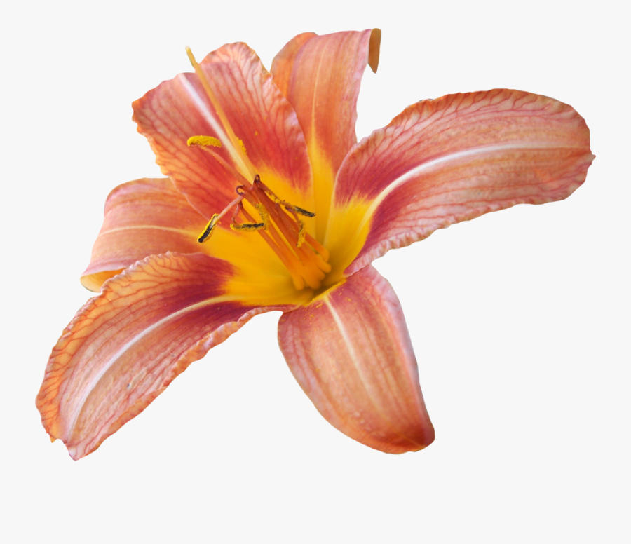 Lily Transparent Background, Transparent Clipart