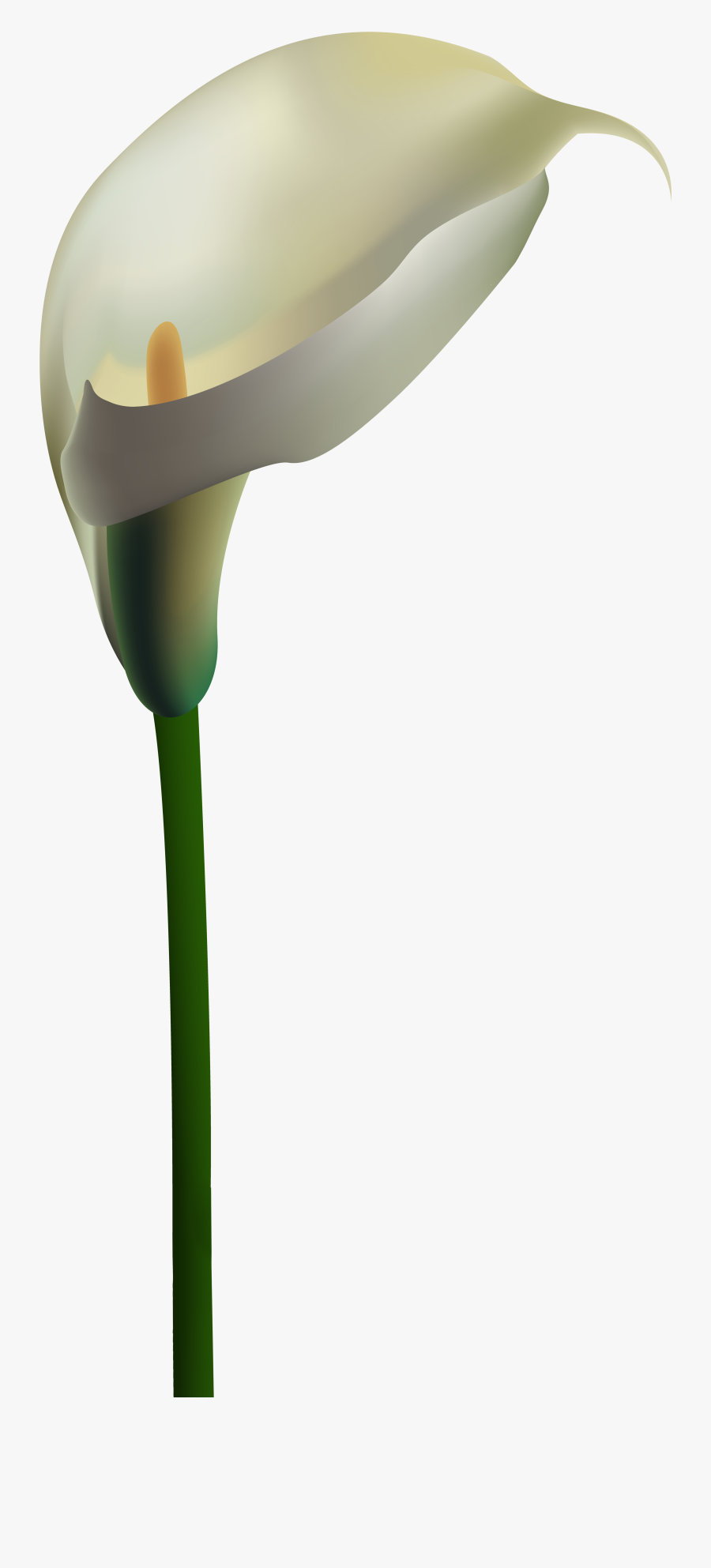 White Calla Lily Png Clipart , Png Download - White Calla Lily Png, Transparent Clipart