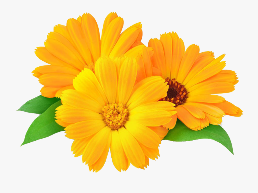 Marigold Clip Art , Free Transparent Clipart ClipartKey