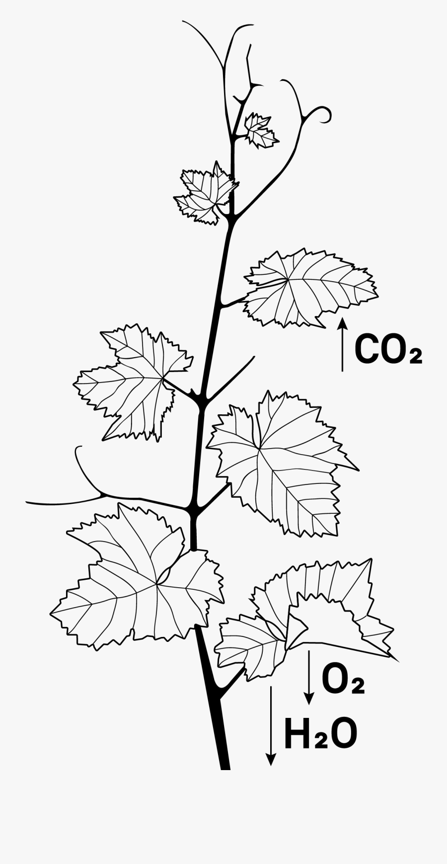 Floral Design, Transparent Clipart