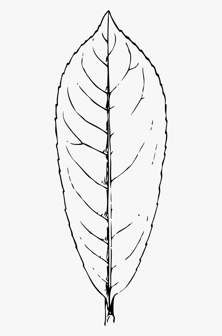 Transparent Leaf Symbol Png - Hoja De Coca Para Colorear, Transparent Clipart