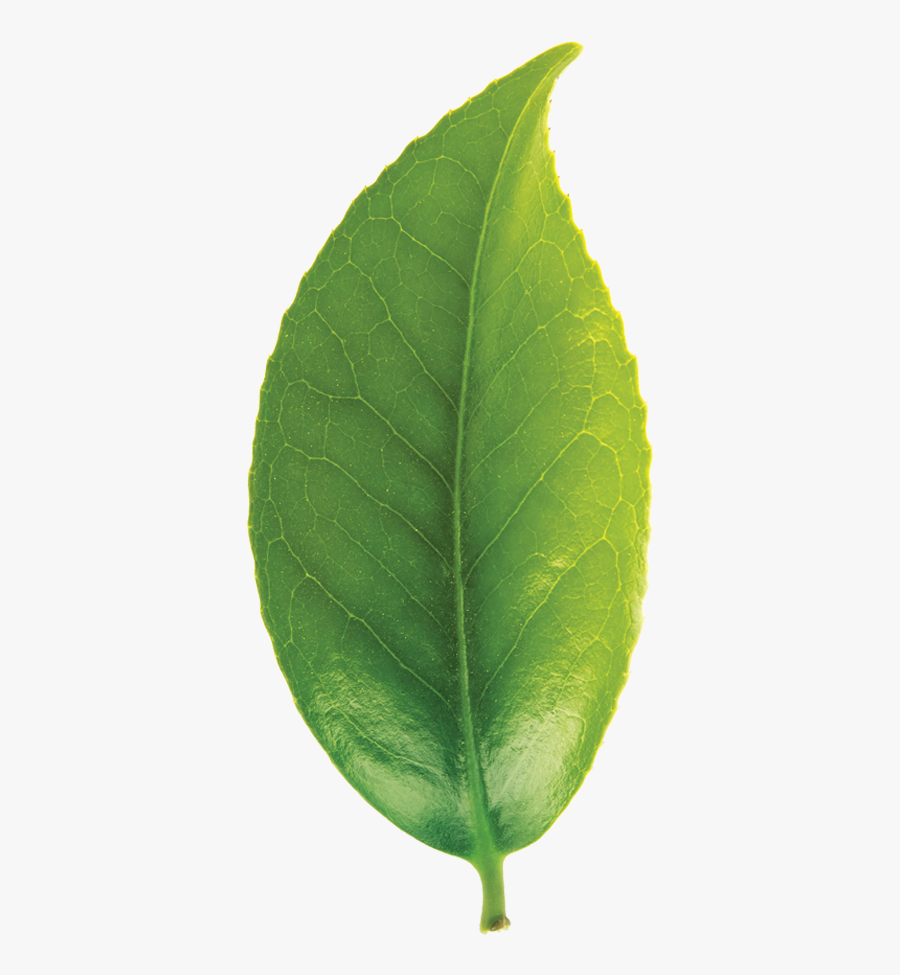 Transparent Leaf Shape Clipart - Macro Photography, Transparent Clipart