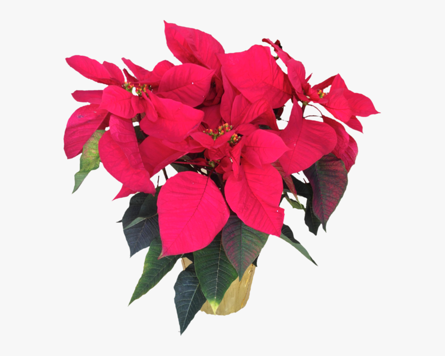 Transparent Bougainvillea Png - Poinsettia, Transparent Clipart