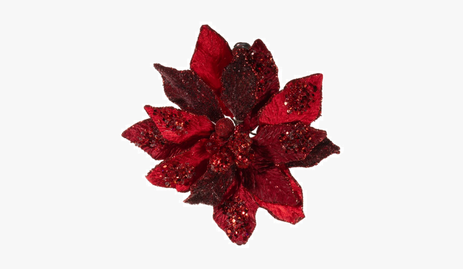 Poinsettia, Transparent Clipart