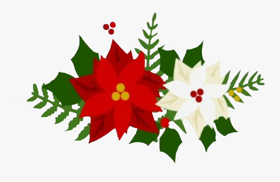 #poinsettas #christmas#navidad #flowers #christmasiscoming - Mandevilla, Transparent Clipart
