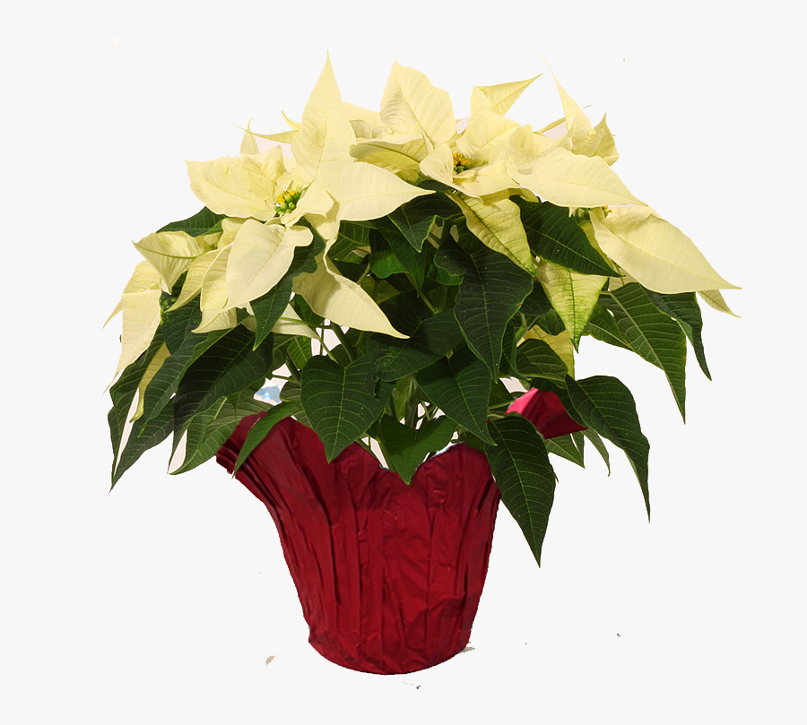 Transparent Poinsettia Png - Poinsettia, Transparent Clipart