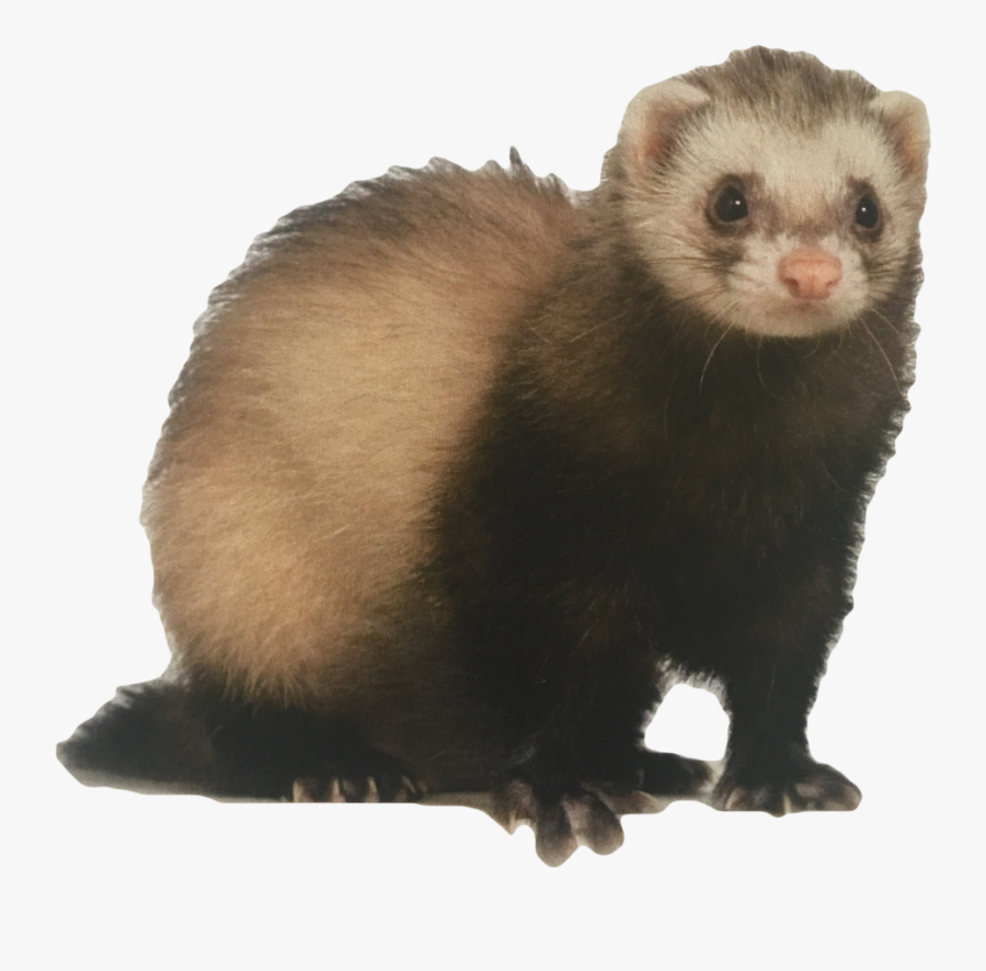 #ferret #weasel #rodent #mouse #surreal #freetoedit - Ferret Manitoba, Transparent Clipart