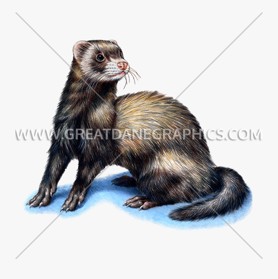 Ferret Vector Mink - T-shirt, Transparent Clipart