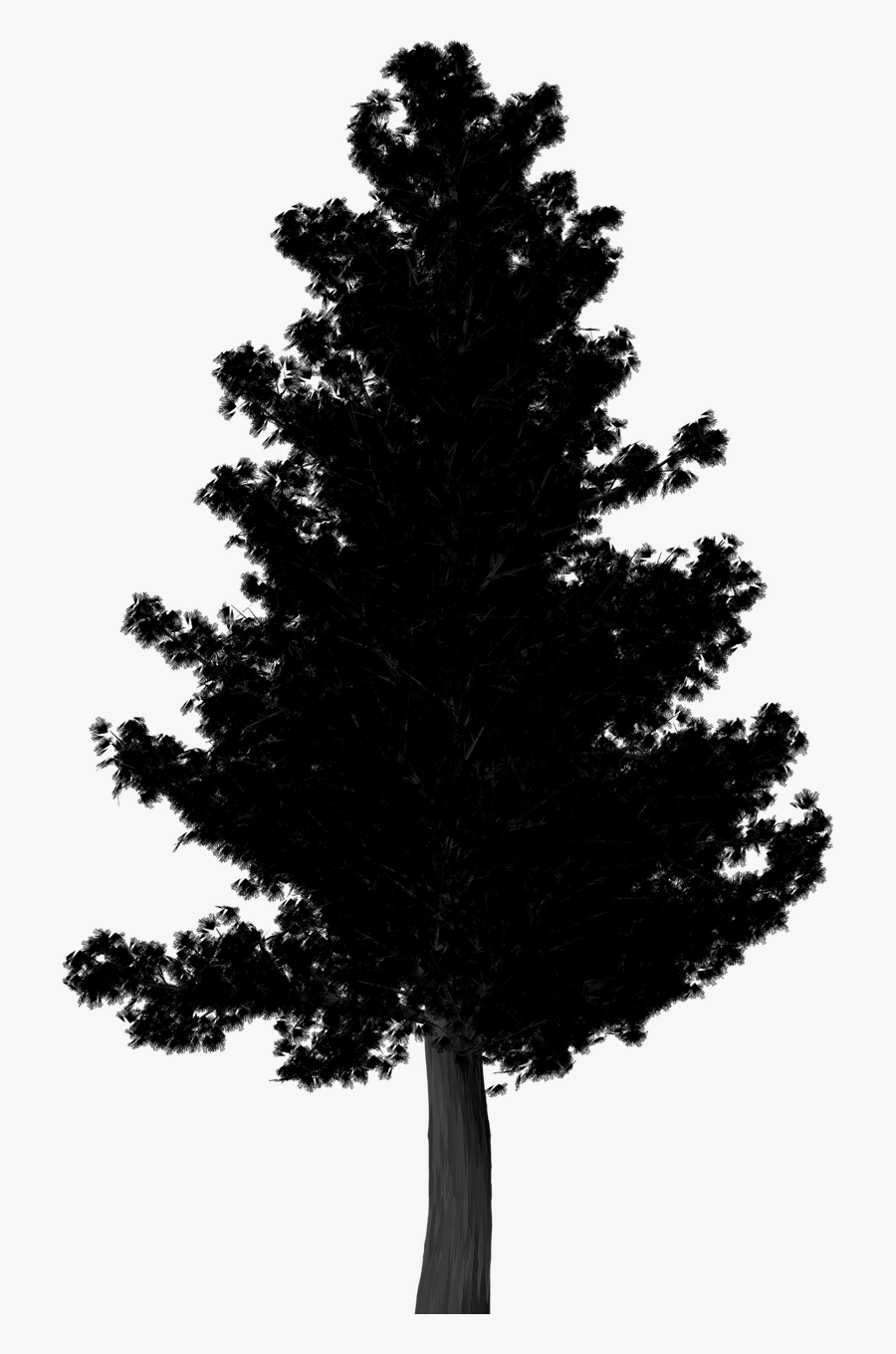 Pine Image Portable Network Graphics Clip Art Illustration - Sombra De Arvore Png, Transparent Clipart