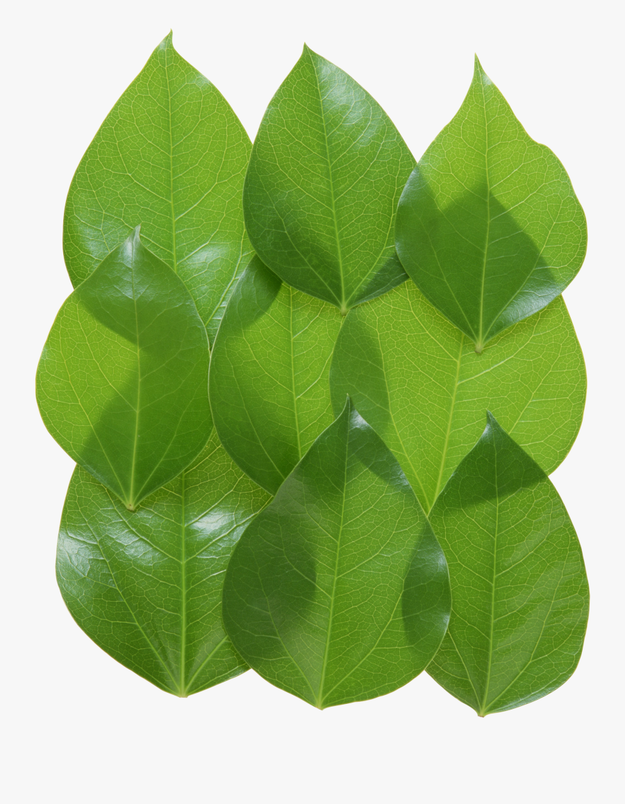 Leaf, Transparent Clipart