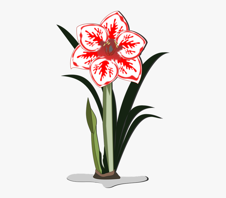 Amaryllis, Clip Art, Flor, Flora, Flower, Nature, Plant - Amaryllis Flower Clip Art, Transparent Clipart