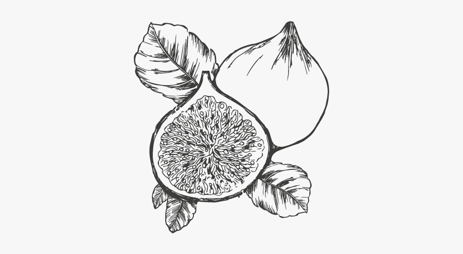 Drawing Candles Black And White - Fig Black And White, Transparent Clipart