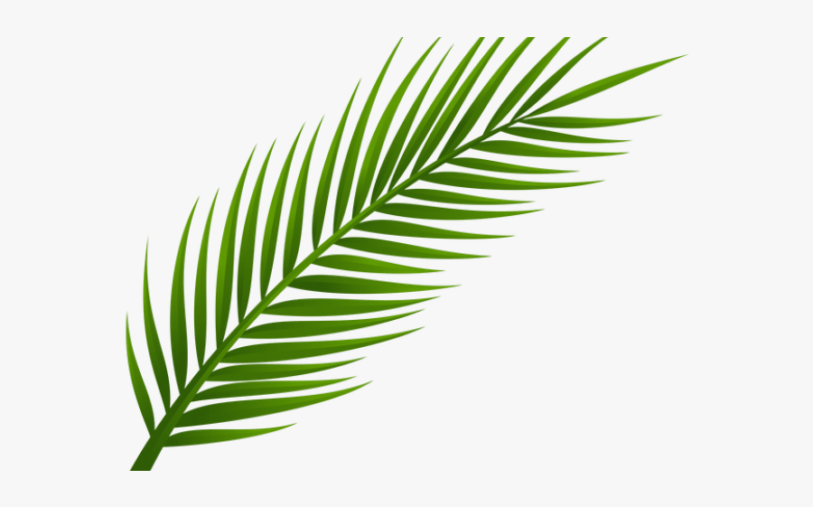 Transparent Background Palm Leaf Png, Transparent Clipart