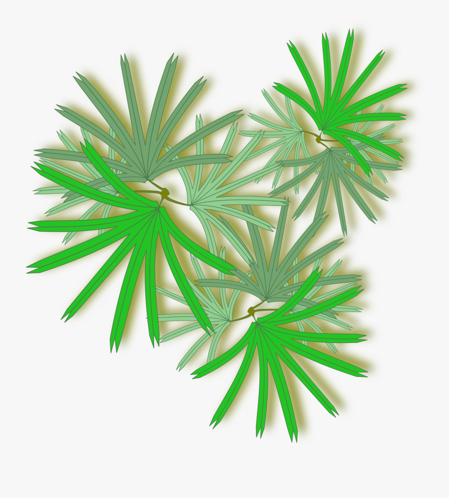 Palm Tree Top Png - Raphis Palm Top View, Transparent Clipart