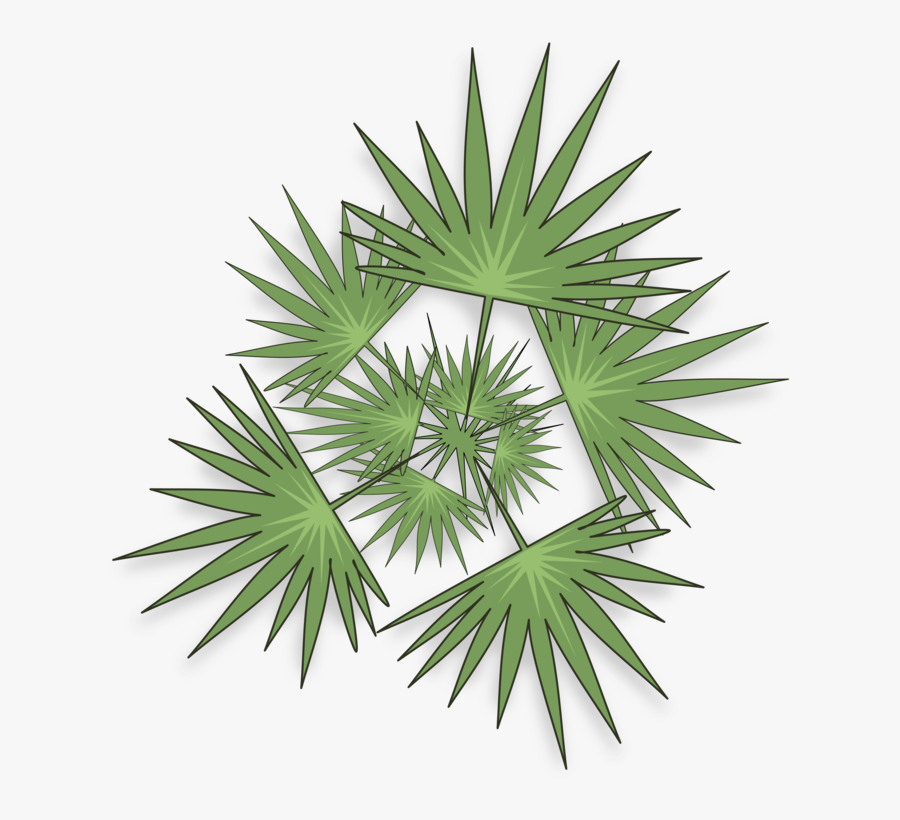 Plant,leaf,arecales - Saw Palmetto, Transparent Clipart