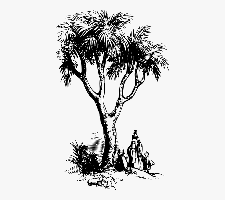 Doum Palm Tree Drawing, Transparent Clipart