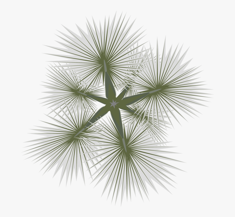 Symmetry,tree,sky - Saw Palmetto, Transparent Clipart