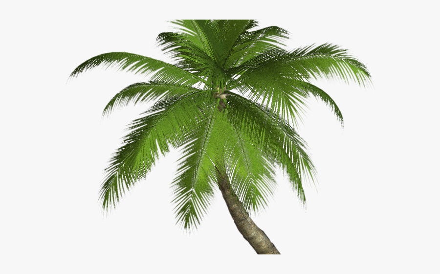 Drawn Palm Tree Khajoor - Png Format Palm Tree Png, Transparent Clipart