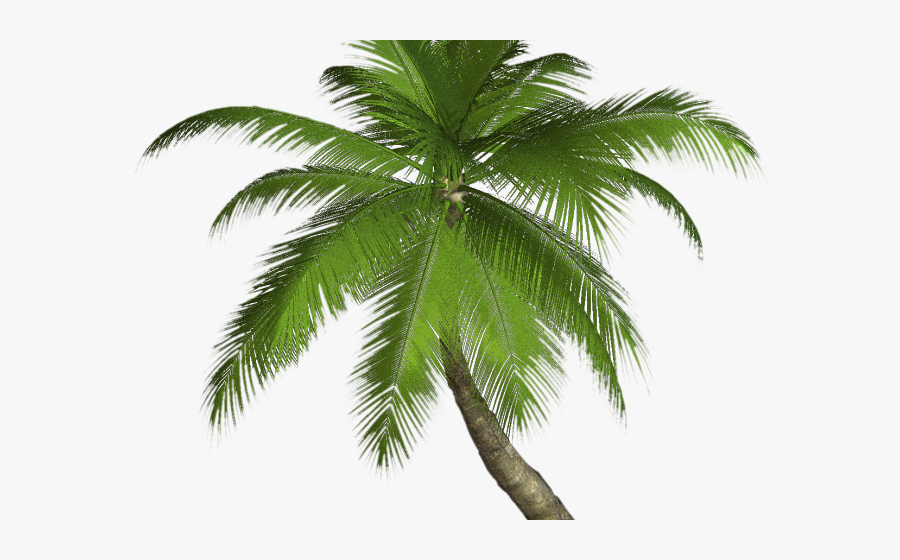 Drawn Palm Tree Khajoor Png Format Palm Tree Png , Free Transparent