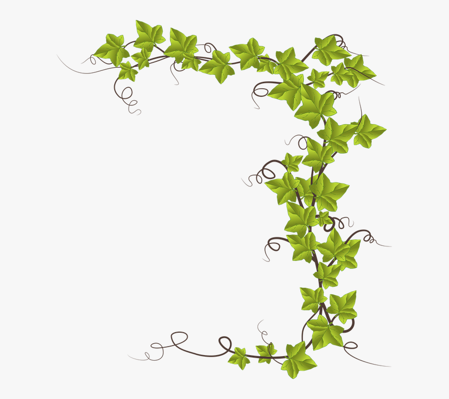 Ivy Vine Silhouette, Transparent Clipart