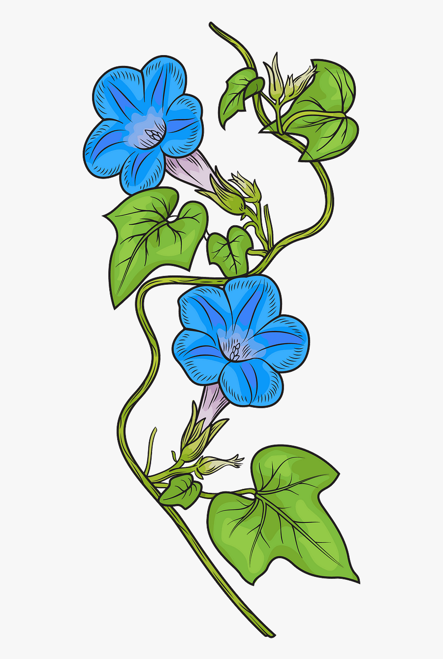 Morning Glory, Transparent Clipart