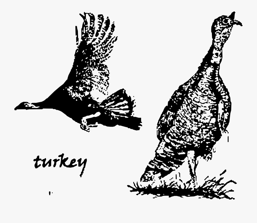 Two Turkey Birds Clip Arts - Wild Turkey, Transparent Clipart