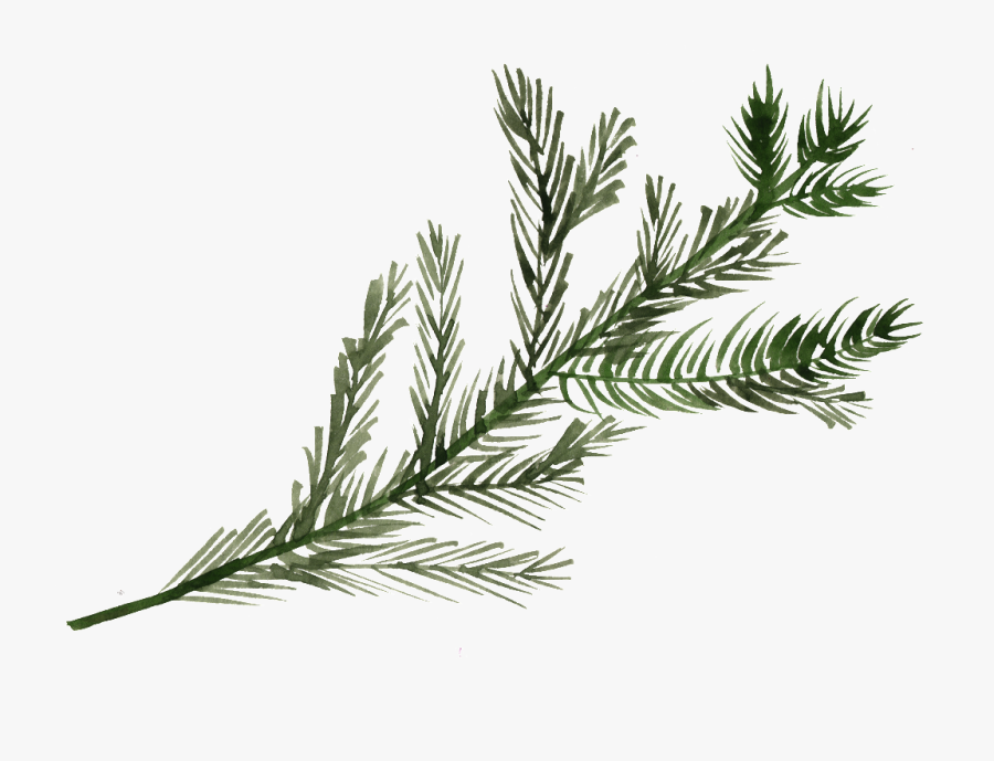 Watercolor Pine Tree Branch Png Free Download Png Files - Pine Tree Branch Png, Transparent Clipart