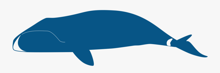 Whale, Transparent Clipart