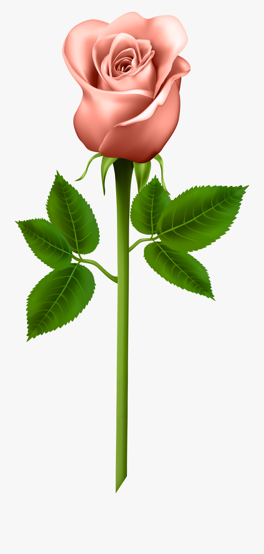 Good Morning Flowers Rose Hd, Transparent Clipart