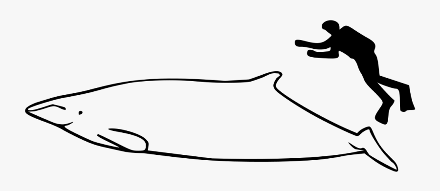 Perrin's Beaked Whale, Transparent Clipart