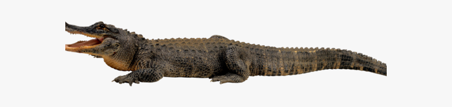Alligator Clipart Transparent Background - Elephant Stomping A Gator, Transparent Clipart