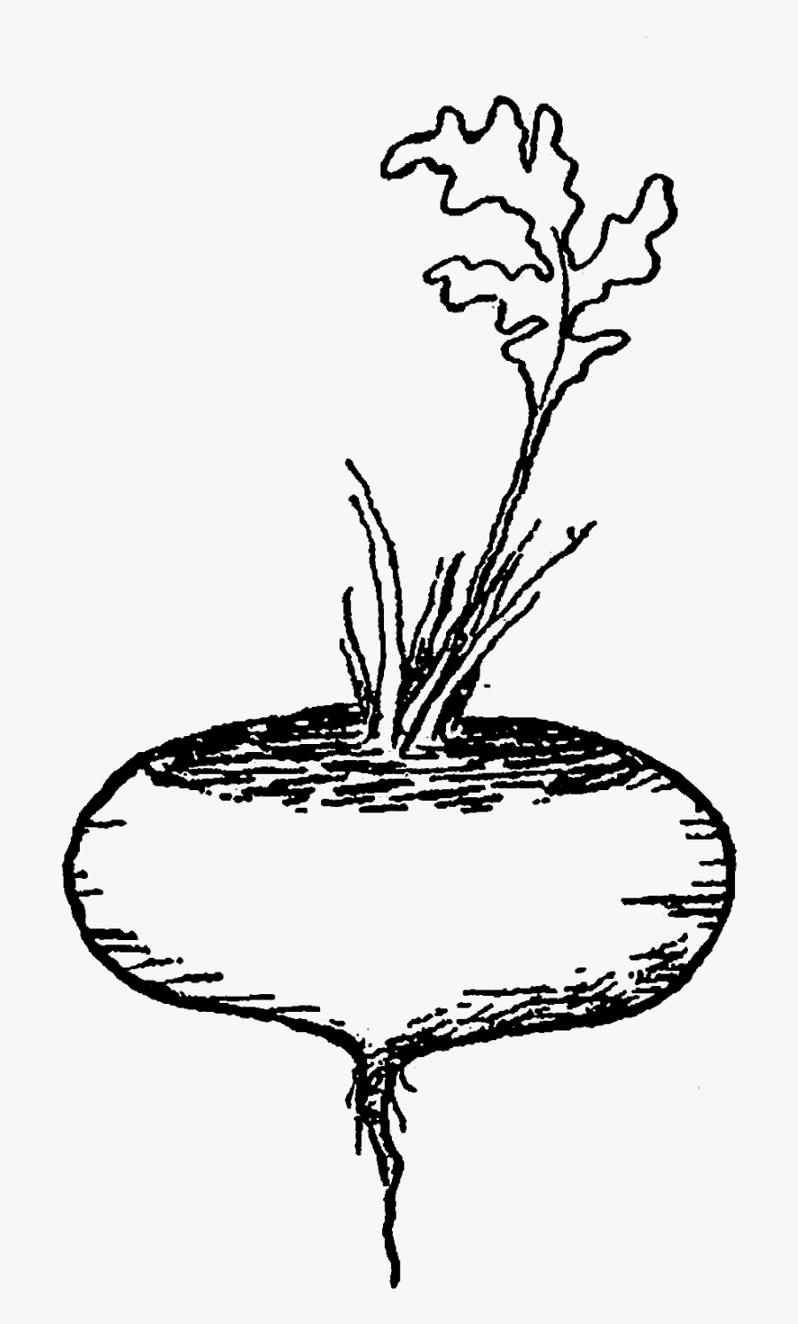 Vegetables Clip Art Black And White, Transparent Clipart