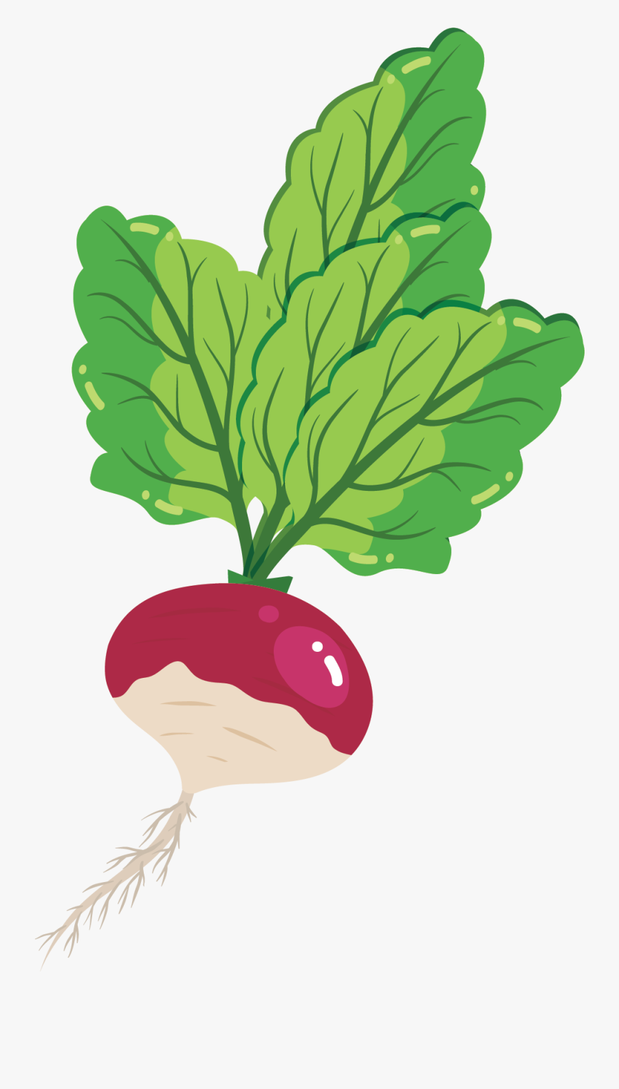 Turnip, Transparent Clipart