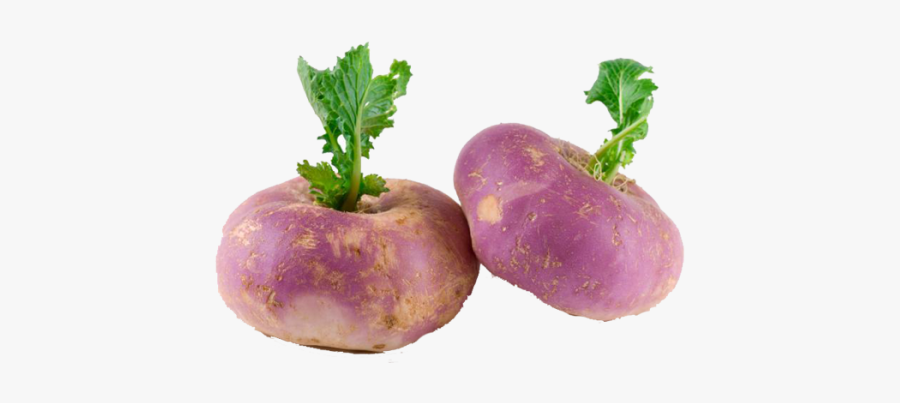 Fresh Turnip, Transparent Clipart