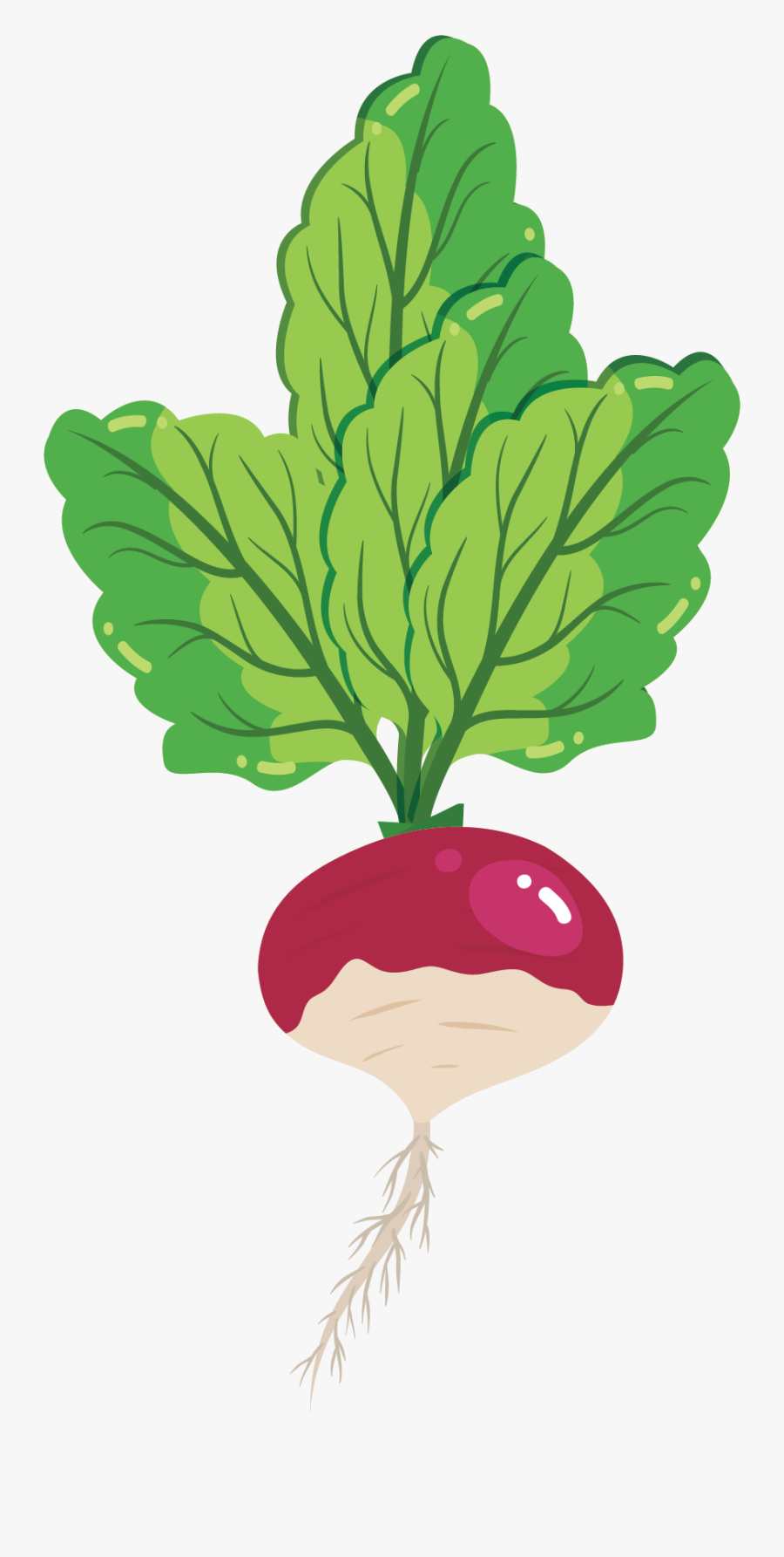 Cruciferous Vegetables, Transparent Clipart