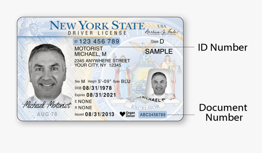 Clip Art License Photos - Organ Donor License Ny, Transparent Clipart