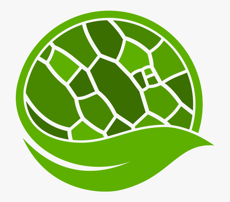 Picture - Hypocotyl Cells, Transparent Clipart