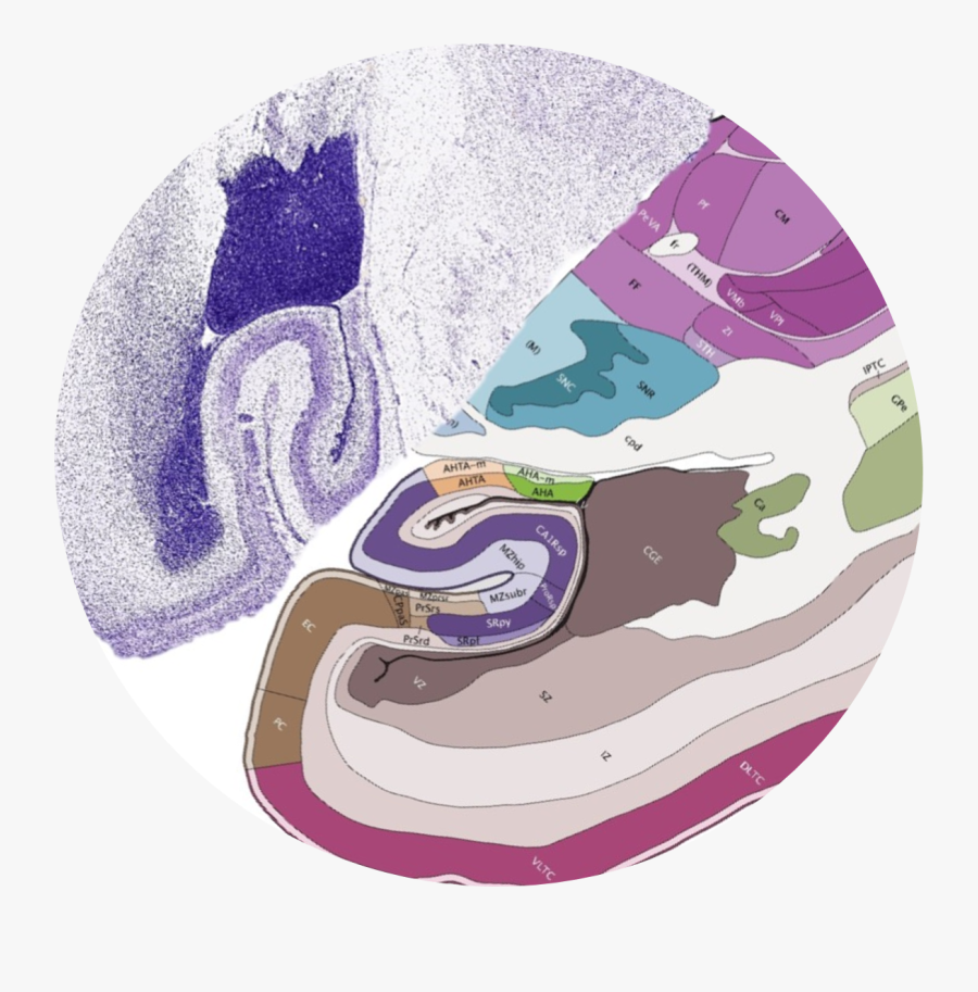 Illustration, Transparent Clipart