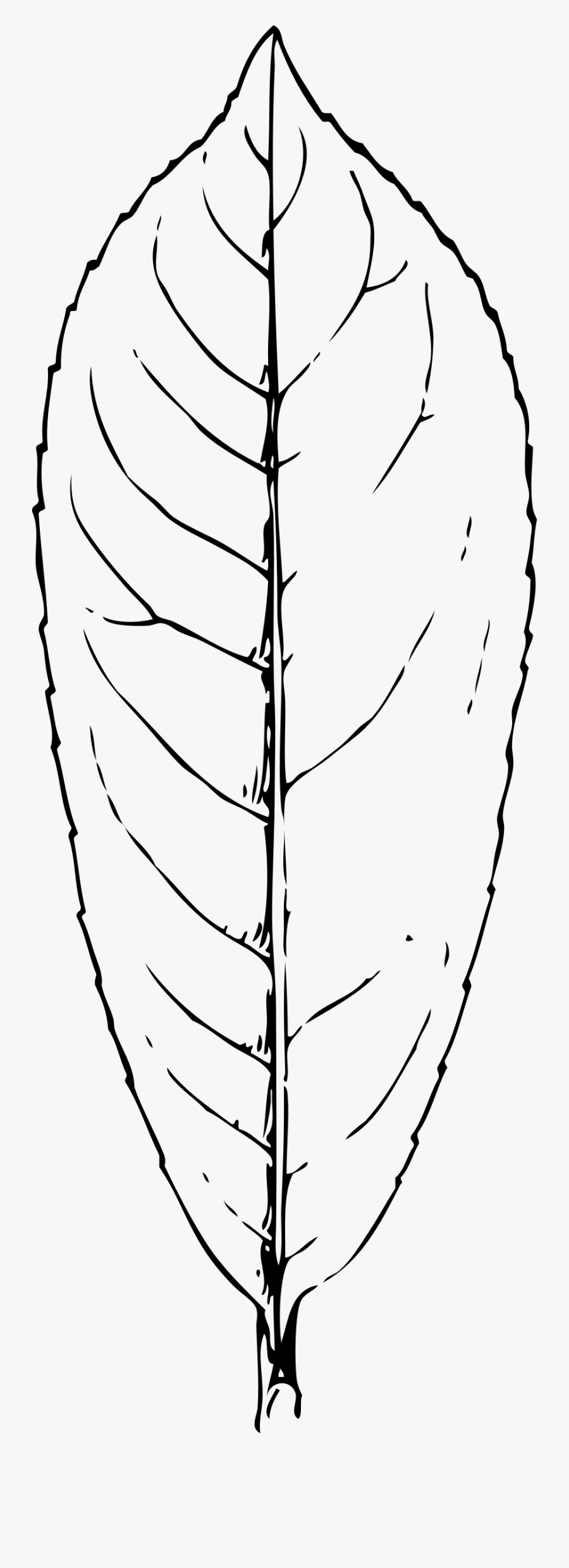 Laurel Leaf Clip Arts - Hoja De Coca Para Colorear, Transparent Clipart