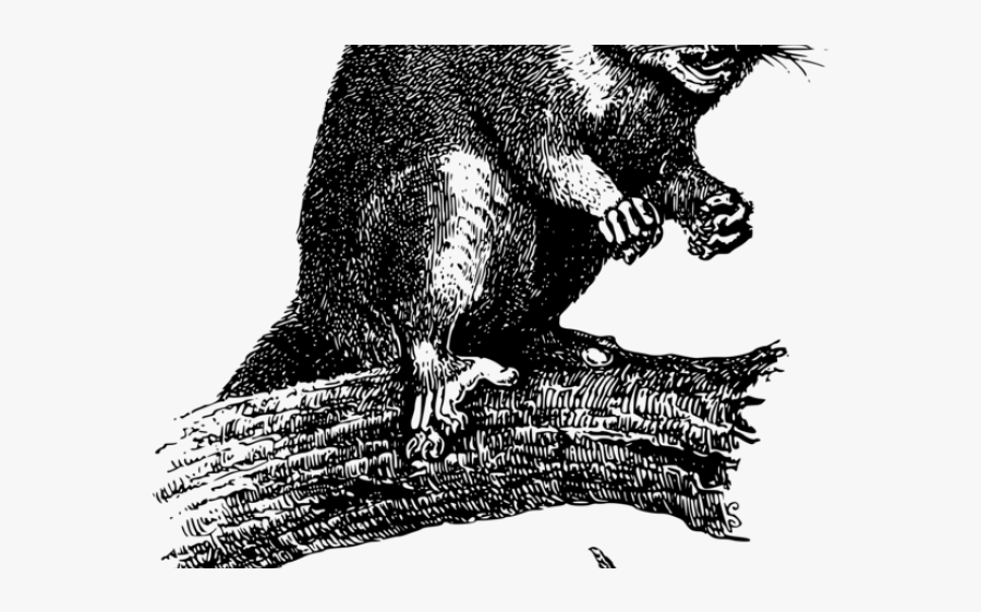 Opossum Cliparts - Vector Possum, Transparent Clipart
