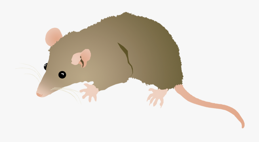 Grey Short-tailed Opossum - Rat, Transparent Clipart