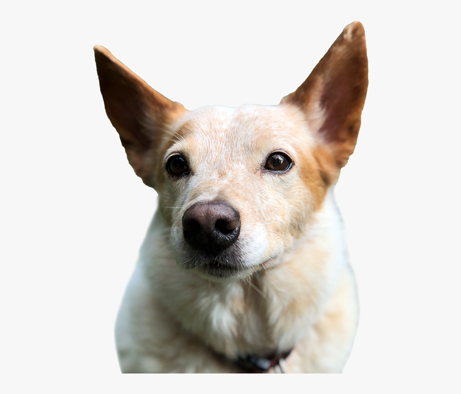 Companion Dog, Transparent Clipart