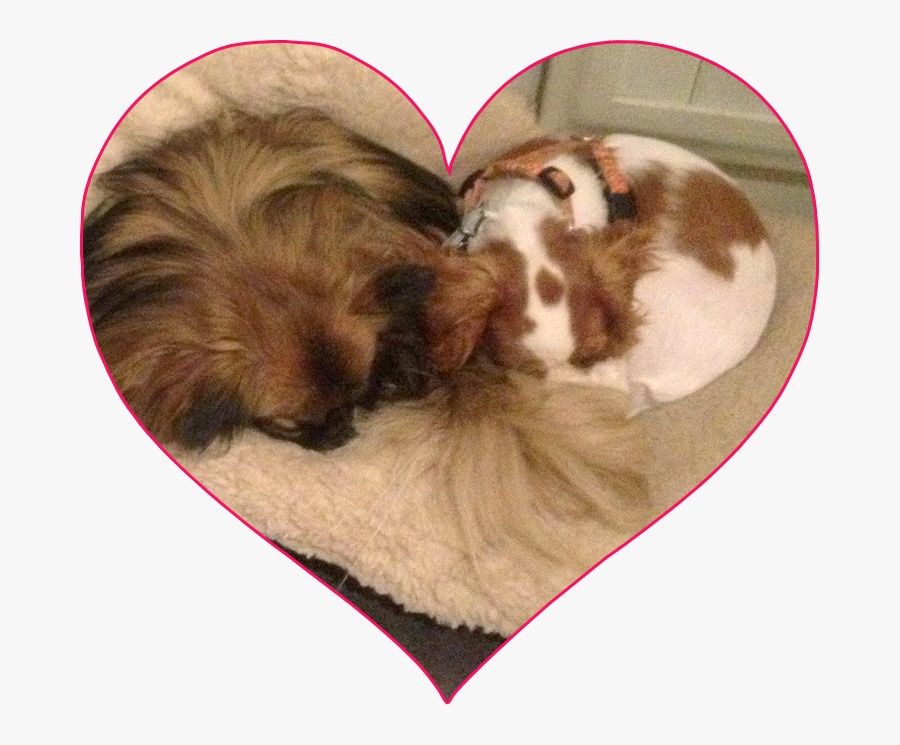 Companion Dog, Transparent Clipart