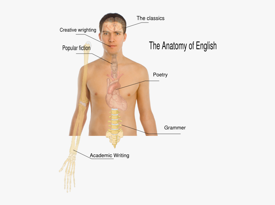 Anatomy In English, Transparent Clipart
