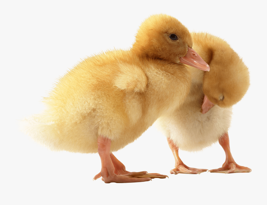 Two Little Ducks Clip Arts - Ducklings Png, Transparent Clipart