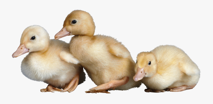 Baby Duck Png - Baby Chick Vs Baby Duck, Transparent Clipart