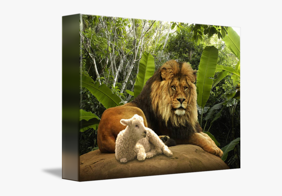 Lion And The Lamb Sheep Lamb And Mutton Clip Art - Lion And The Lam, Transparent Clipart
