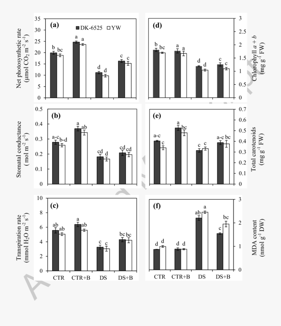 Differential Effects Of Foliar Boron Supply On Gas - Illustration, Transparent Clipart